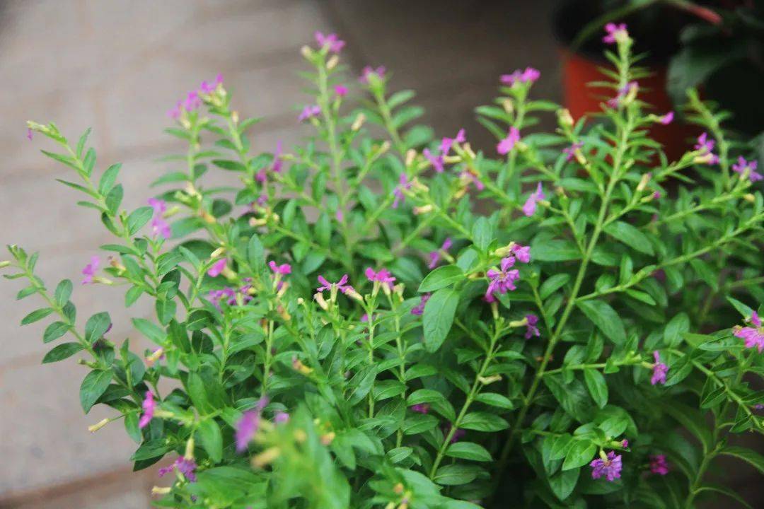 这样养护的满天星小花开放不断犹如繁星点点朦胧迷人