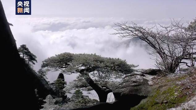 黄山出现雾凇云海景观！山峦灌木一夜之间披上银装