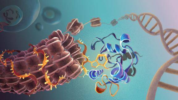 干细胞|研究人员发现RNA调控染色质的新机制