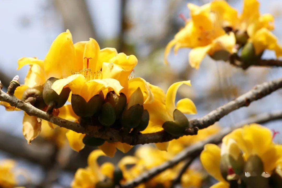 顺德新塘金木棉