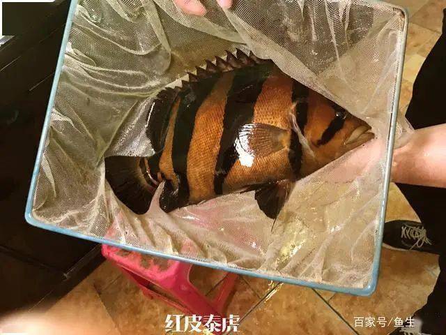 虎魚:市面上常見品種介紹及選購方法