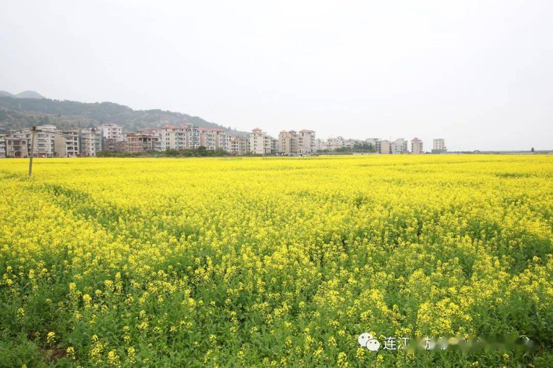 马鼻镇东湾村图片