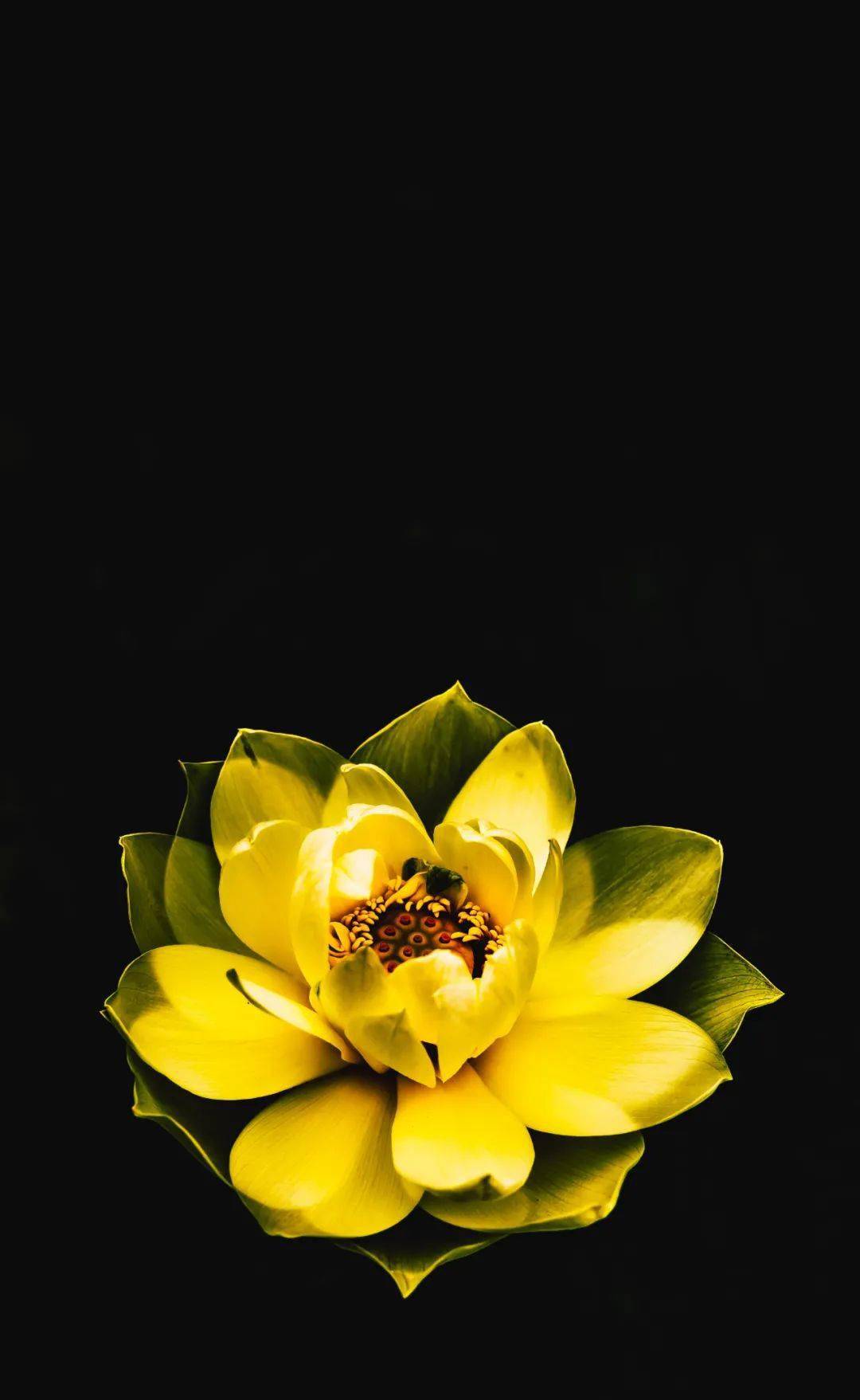 利用局域光突出了只占画面较小比例的花卉局部,其意境美明显更加突出