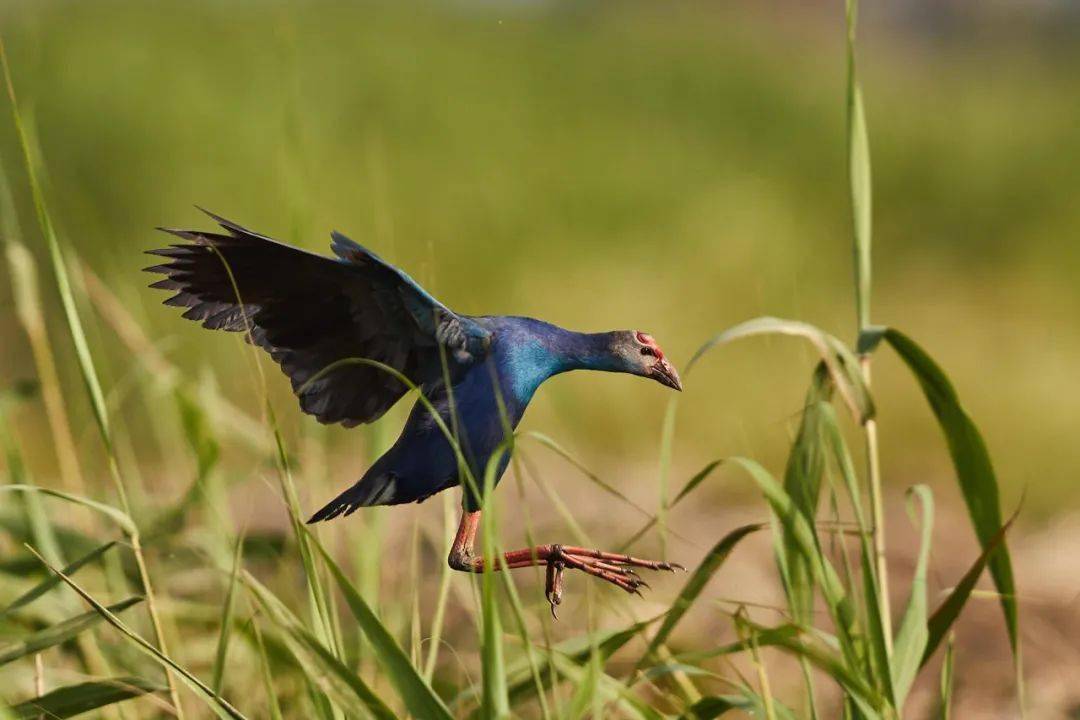 潮汕某地惊现这种鸟,国家二级保护动物.