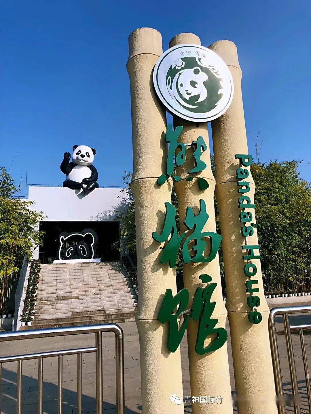 苏星是一只7岁的雄性大熊猫,于2016年12月来到青神县国际竹艺城熊猫馆
