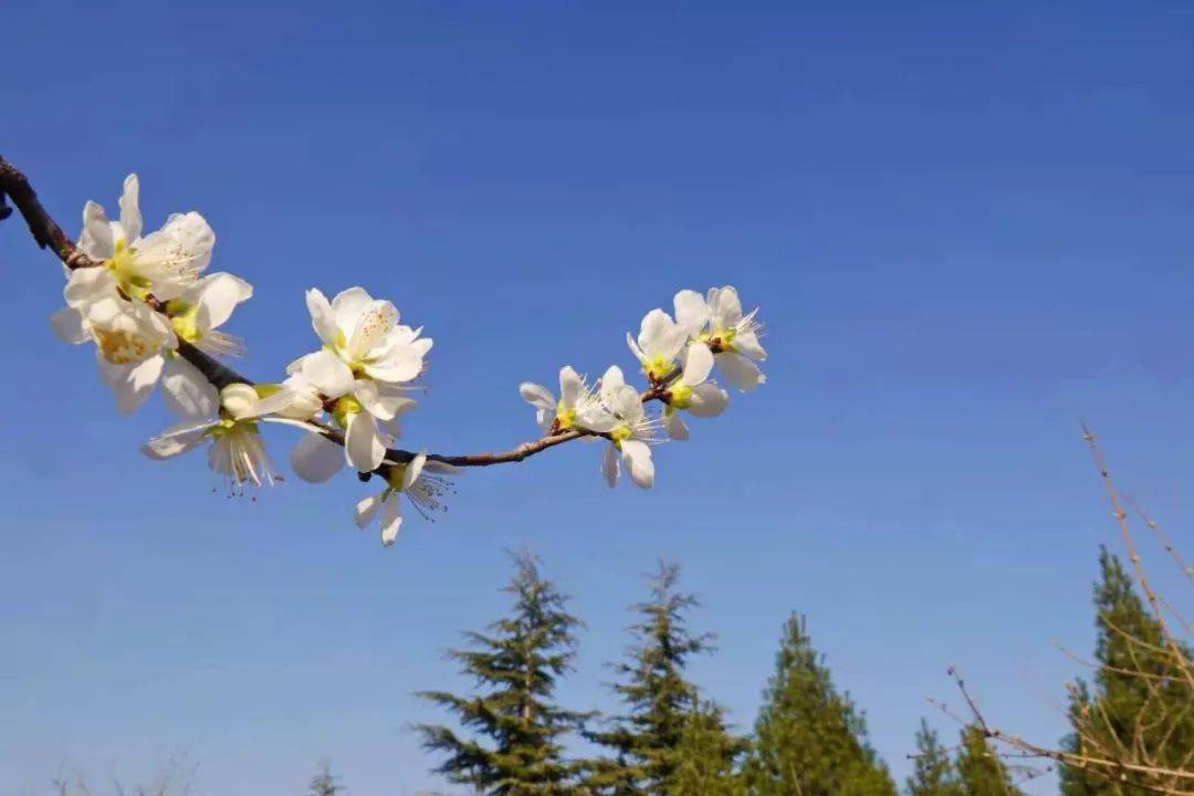 花艳柳媚春正好赏春景到章丘就够了