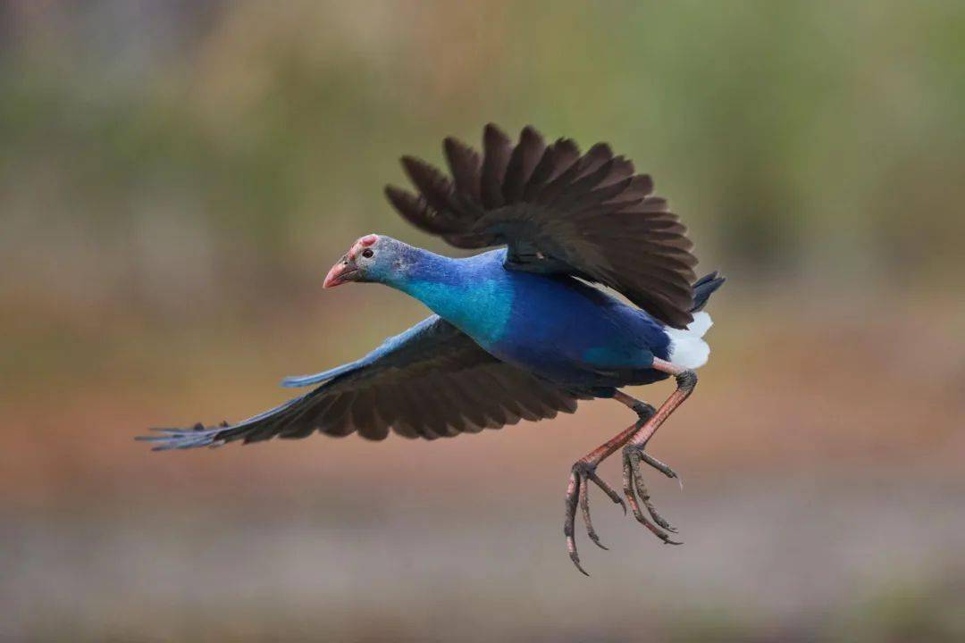 潮汕某地驚現這種鳥國家二級保護動物