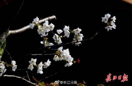 七大品种樱花3月迎最佳观赏期，武汉黄塘湖公园首个建成区今日开园