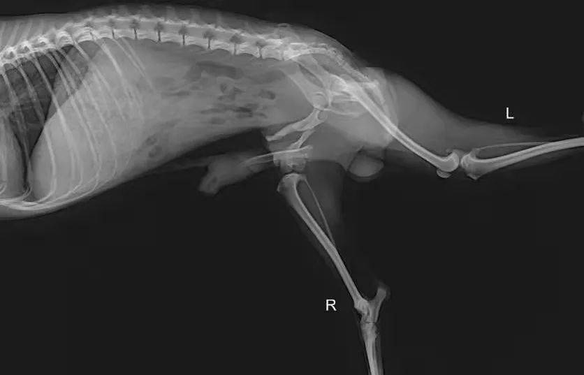 狗坐骨骨折图片