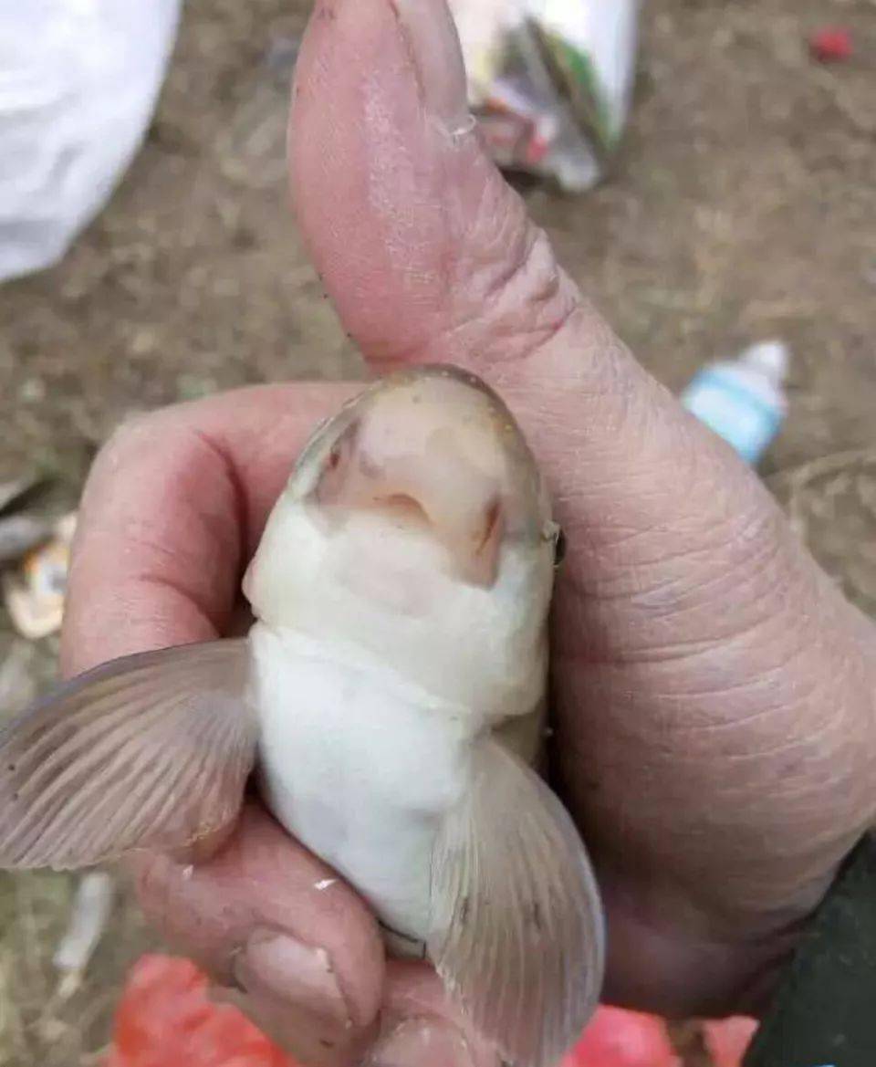 峡谷钓获猪嘴鱼鱼嘴似猪嘴全身油脂钓友多年未见