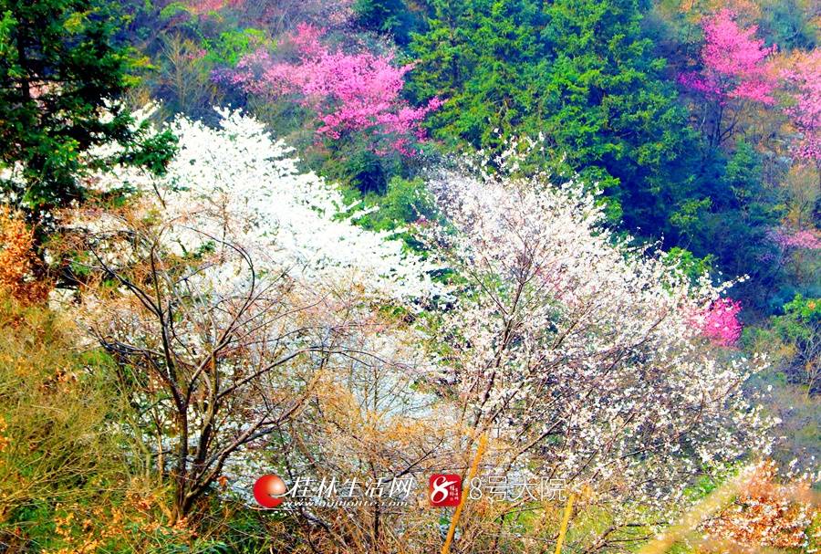看哭了！广西全州山樱花开烂漫，美若天外仙客(图)