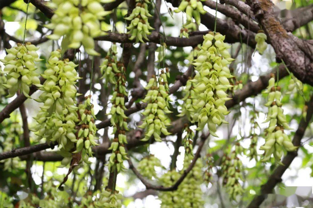白色禾雀花(白花油麻藤)盛开看完各色禾雀花,强烈推荐再去一趟观瀑