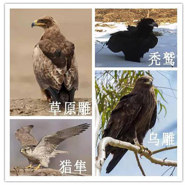 山西历山国家级自然保护区22种野生动物保护级别升级
