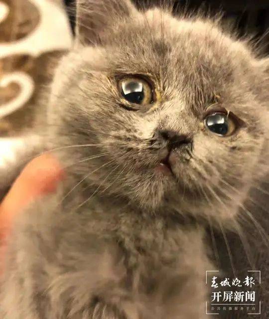 玉溪女子花800元买带血统蓝猫 收到猫后花10元治疗 卖家