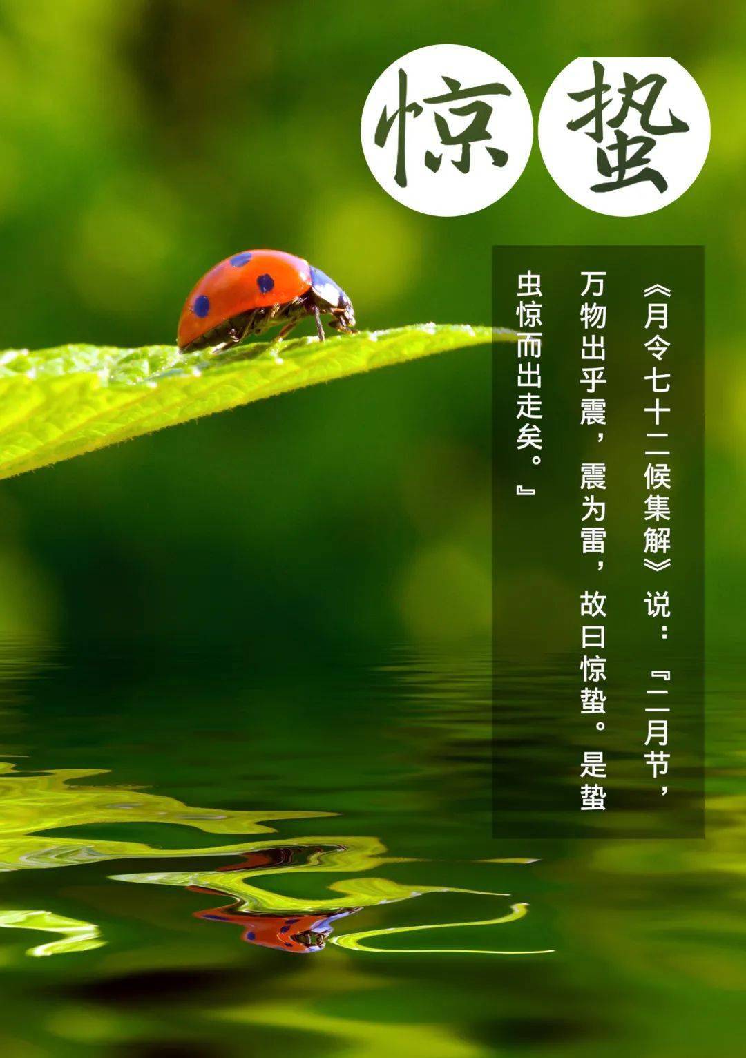 【节气】今日惊蛰 | 愿所有美好,与春天一道醒来!