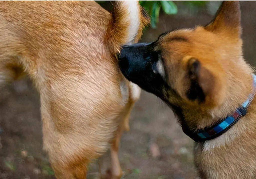 狗狗互相闻菊花的秘密你还不知道吗