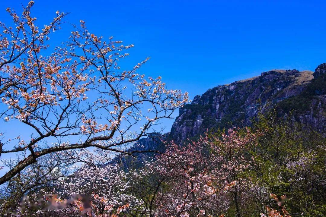 【美景如画】惊蛰|这里有你想看的春天