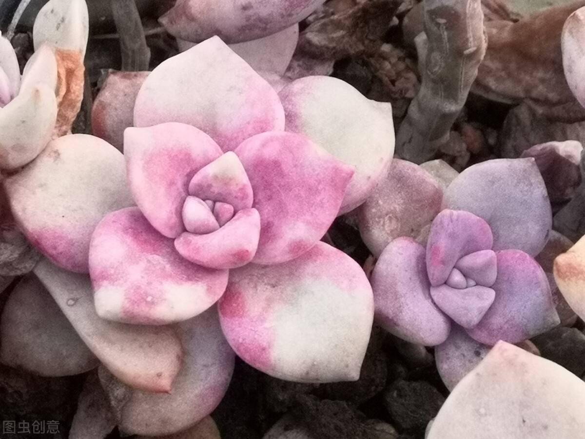 多肉怎么上缓释肥比较好 68ce9b71121f49e99802cf2614ad9011.jpeg