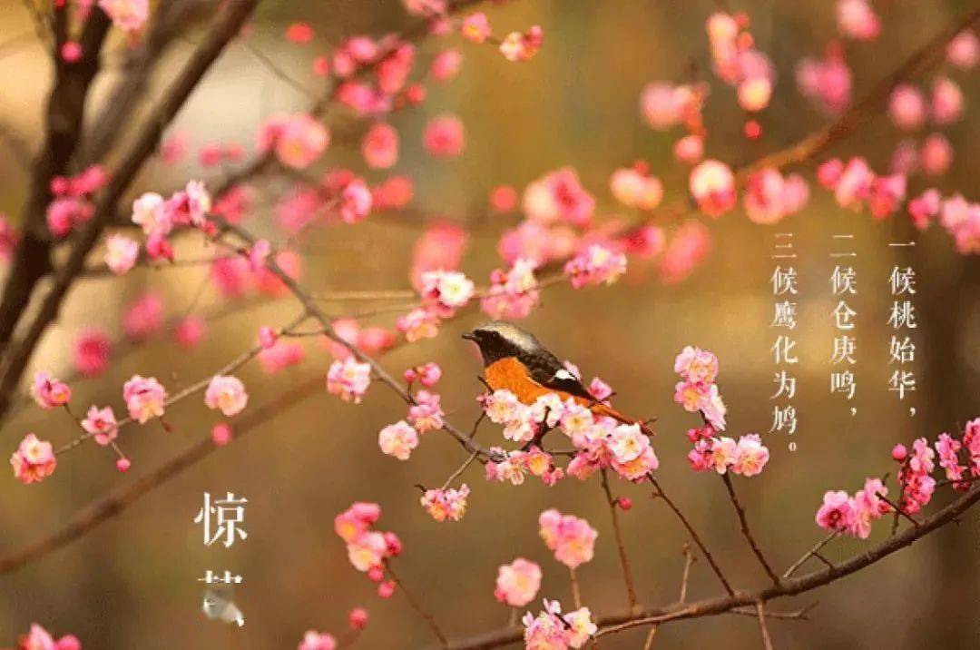 今日惊蛰春雷响万物生