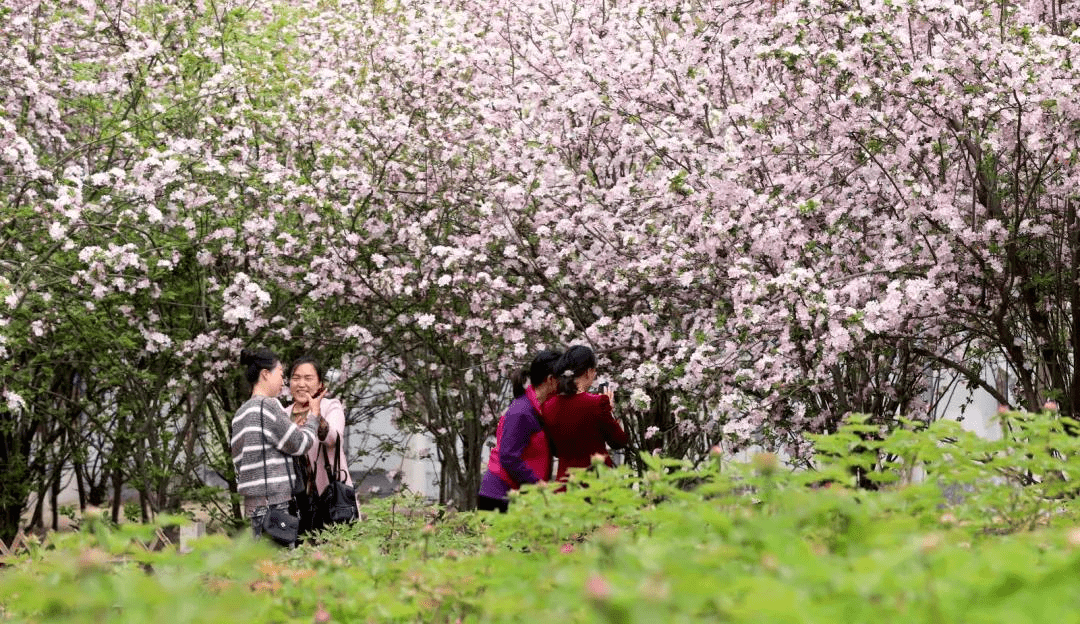 观花简谱_下楼二人转谱 王美蓉观花 唱段 戏曲曲谱 中国曲谱网(3)