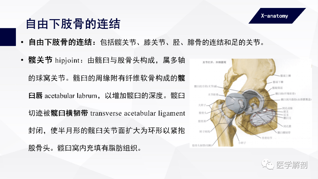 人体解剖学附肢骨及其连结下肢骨的连结二