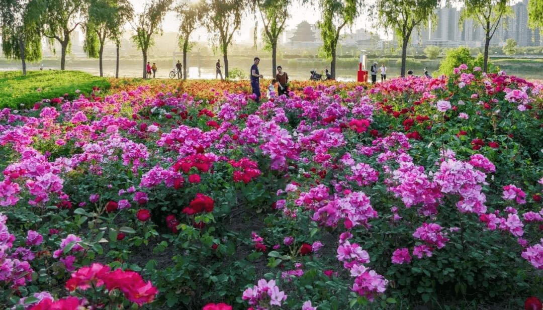七里香,紫薇等数十种花卉竞相绽放,色彩纷呈,让您领略畅游花海的感受