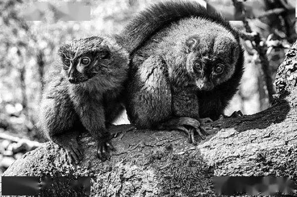 com人类并不是唯一与配偶建立长期关系的哺乳动物, 一些蝙蝠,狼,海狸