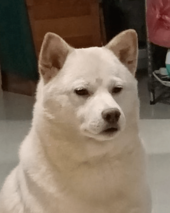 当狗子出现这个表情奴才应该注意什么?