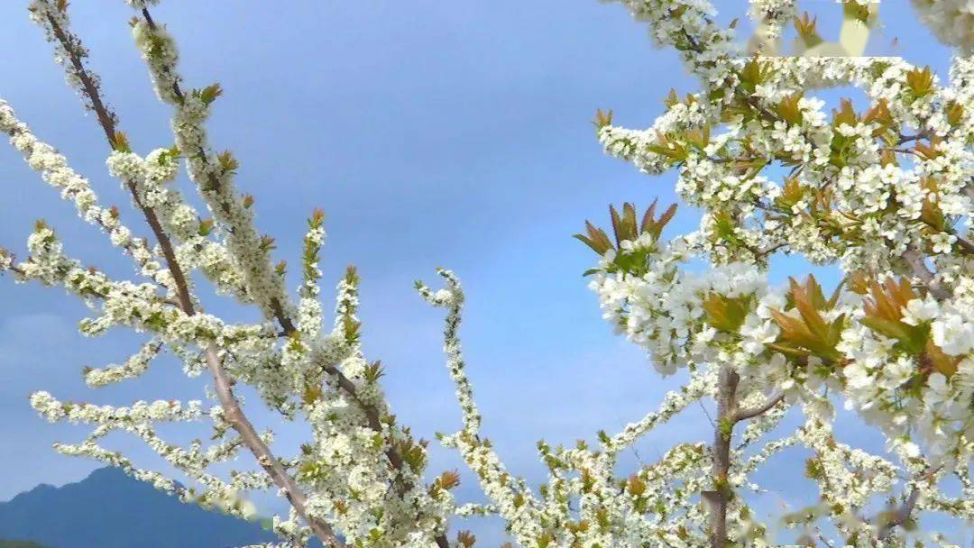 凤凰李花开朝天春景入画来