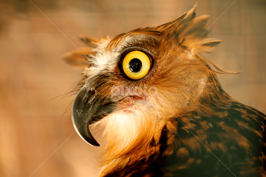 其实这并不是第一个关于眼睛与动物行为之间联系的研究.