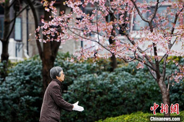 上海：民众户外赏樱享受生活