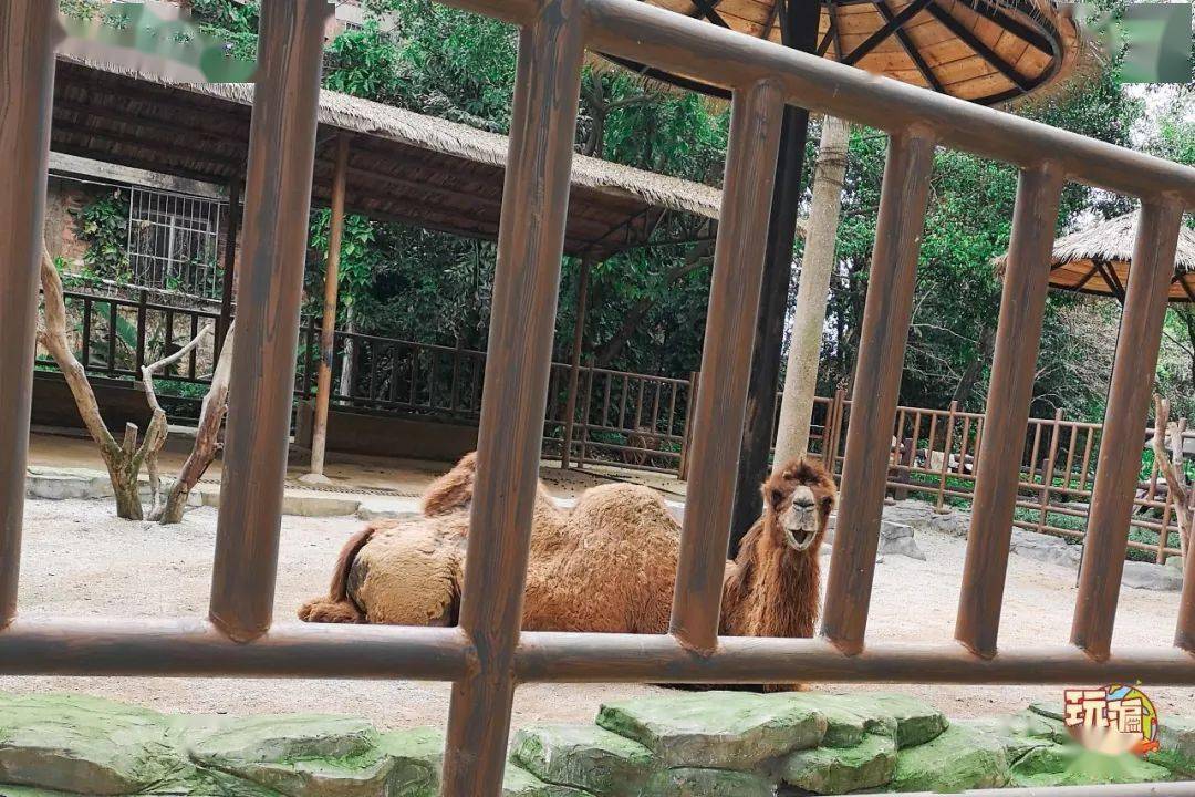 河馬池/▽▽▽/鱷魚湖/▽▽▽中小型動物園區動物園內中小型動物種類