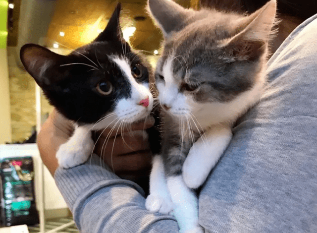 捡到两只小猫鼻子上都有一颗痣缘分真是妙不可言