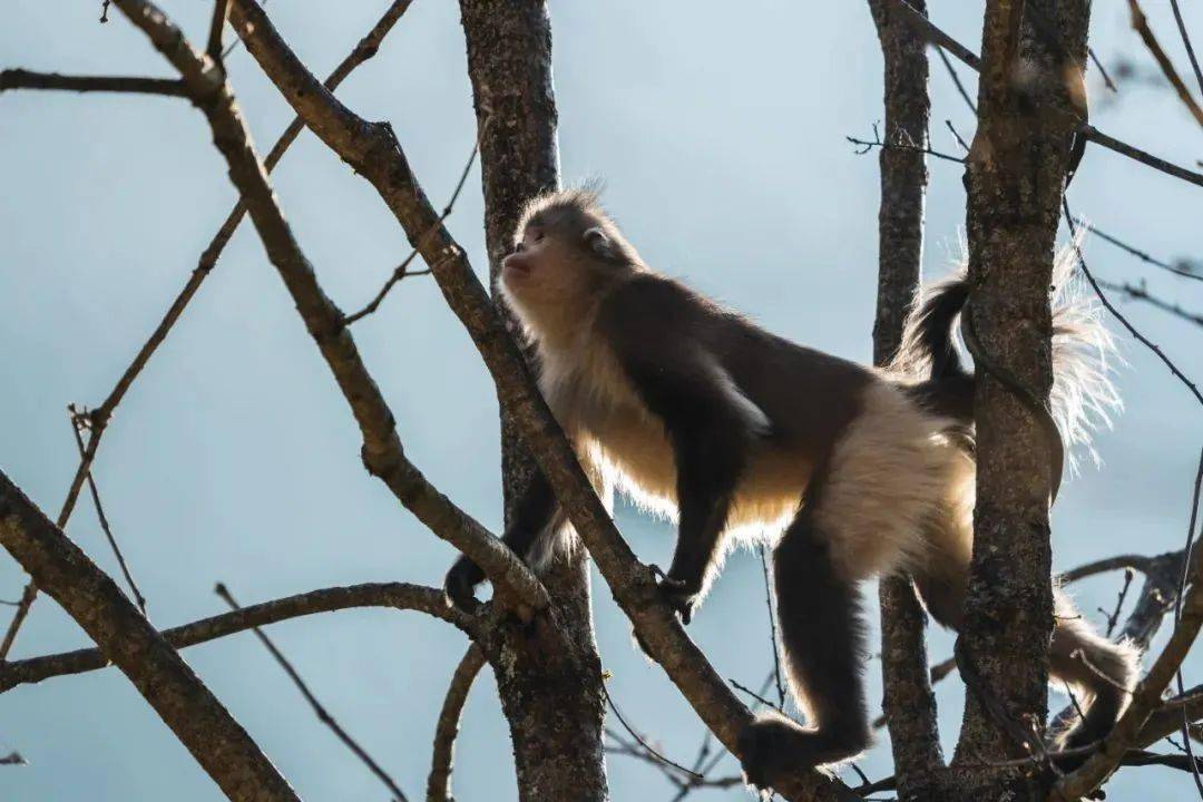 云南· 滇西北的猴子与雪山_金丝猴