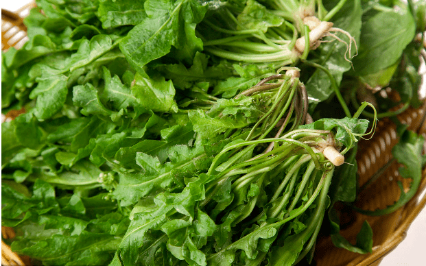 周作人 故乡的野菜 黄花麦