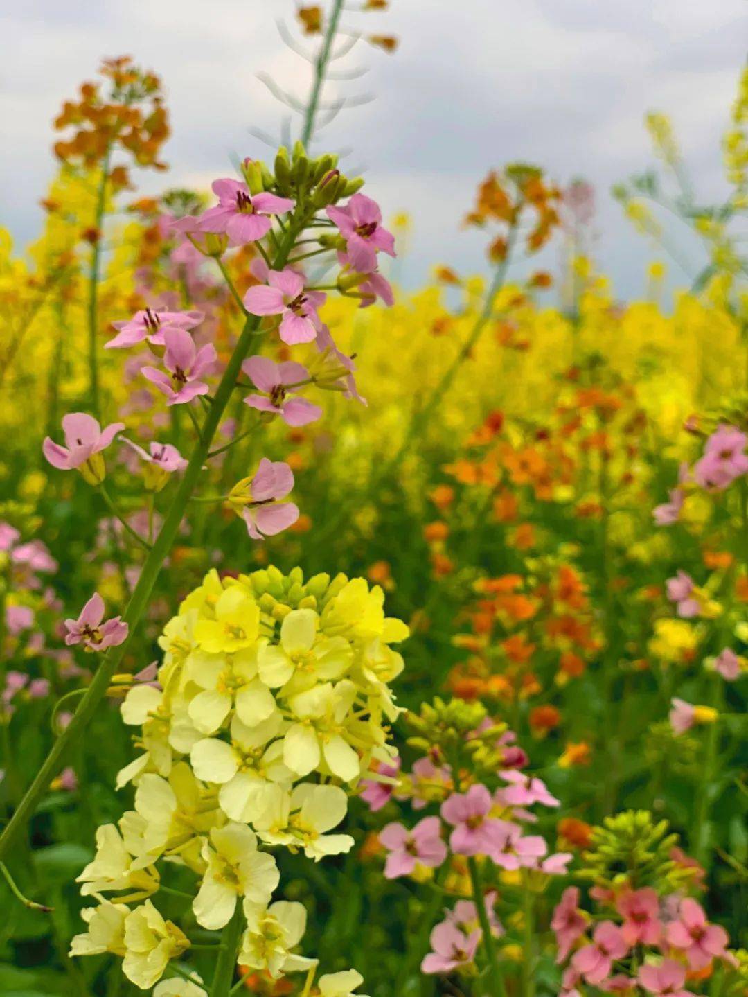 七彩油菜花绽放峨眉河畔,美到刷屏!