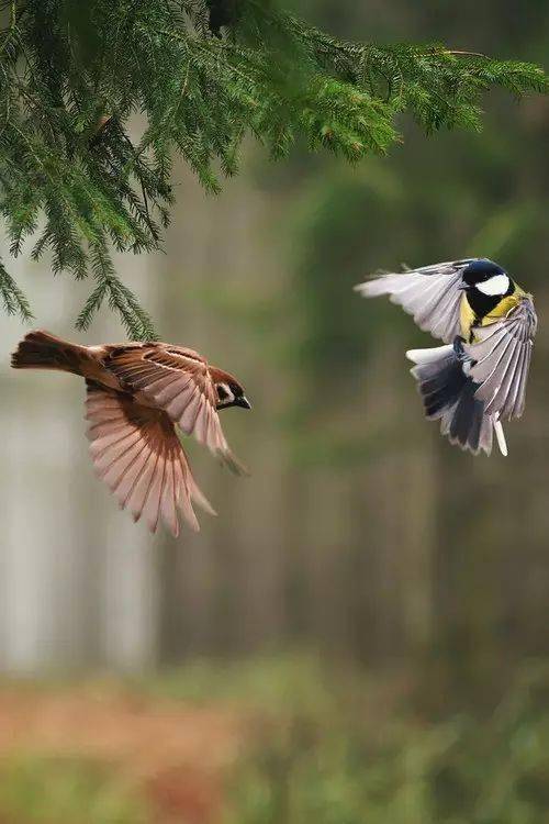 「三候鹰化为鸠」