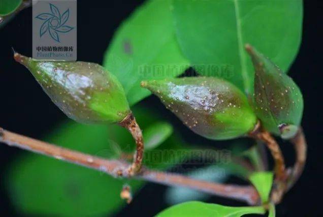 中国植物图像库)连翘的植株(图片来源:中国植物图像库)金钟花开花时