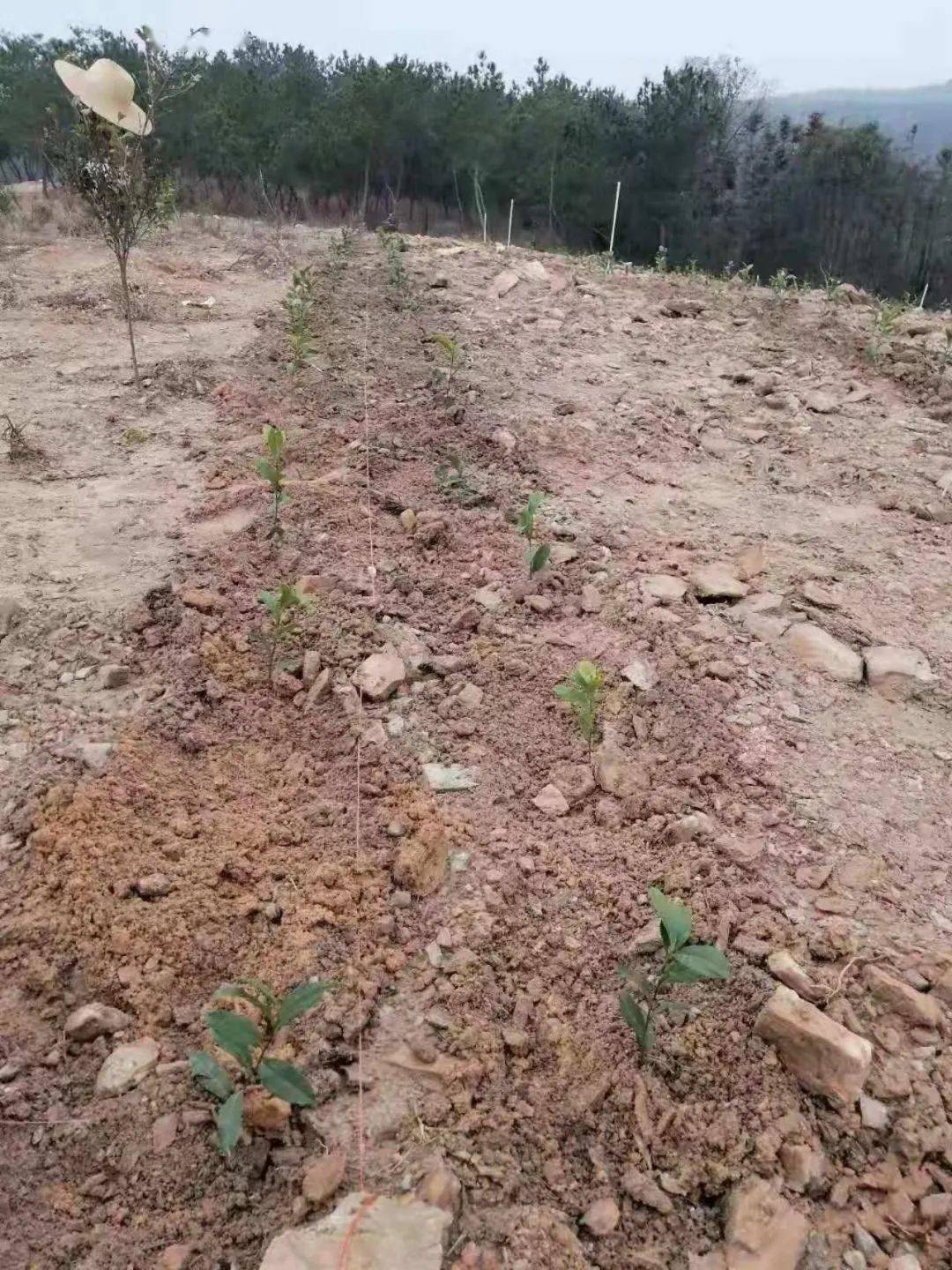 新洲李集掀起植树造林热潮