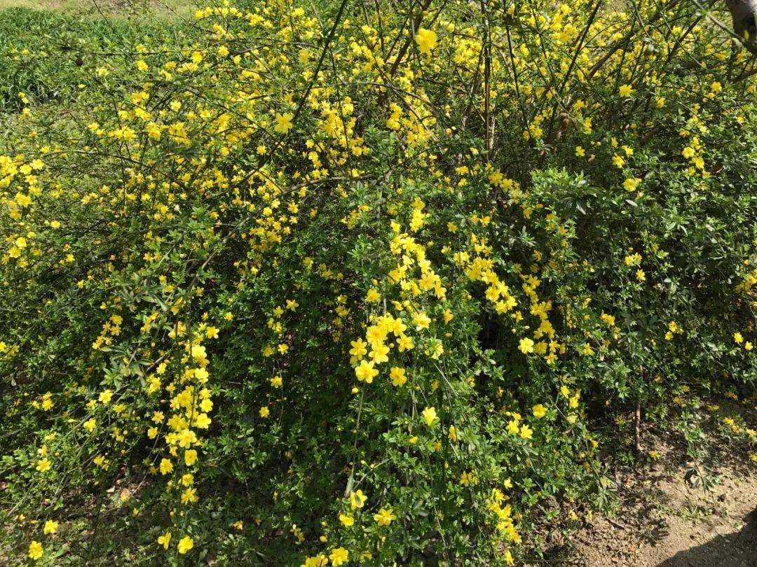 是谁打翻了调色盘让元和的春天绚丽多彩