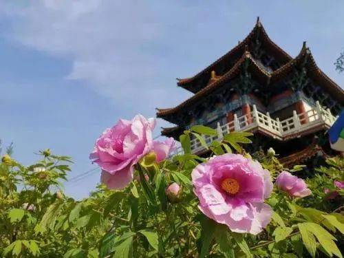 连续4年 代表建议牡丹为国花 评选