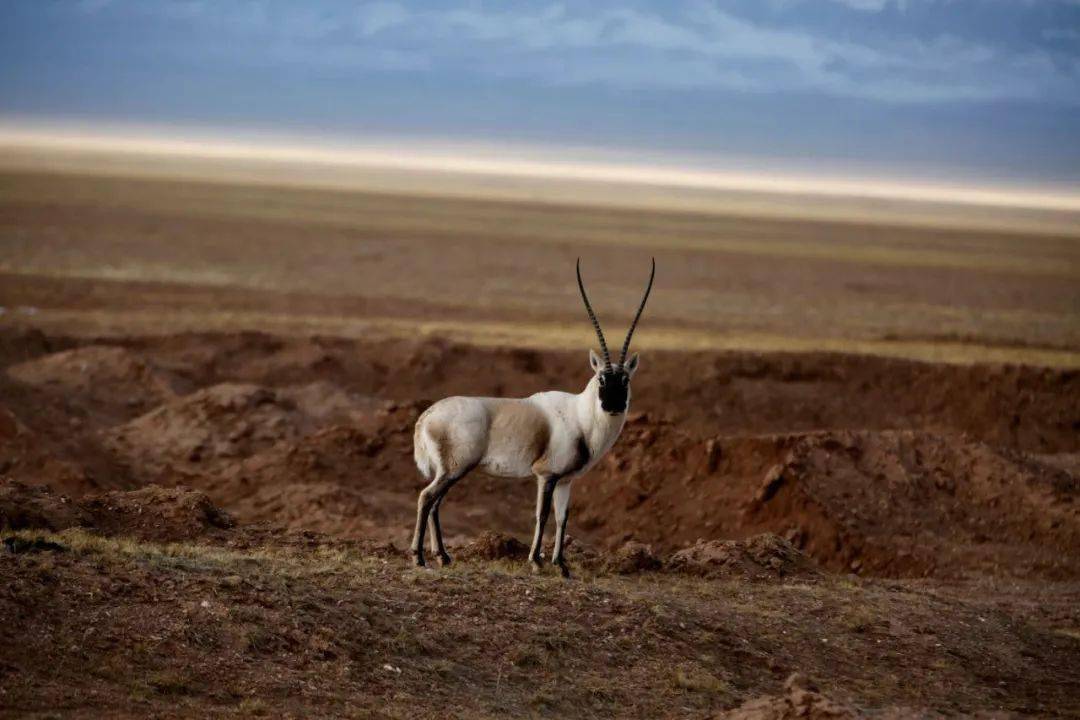 沙图什回归杀戮依然存在愿藏羚羊与我们同在