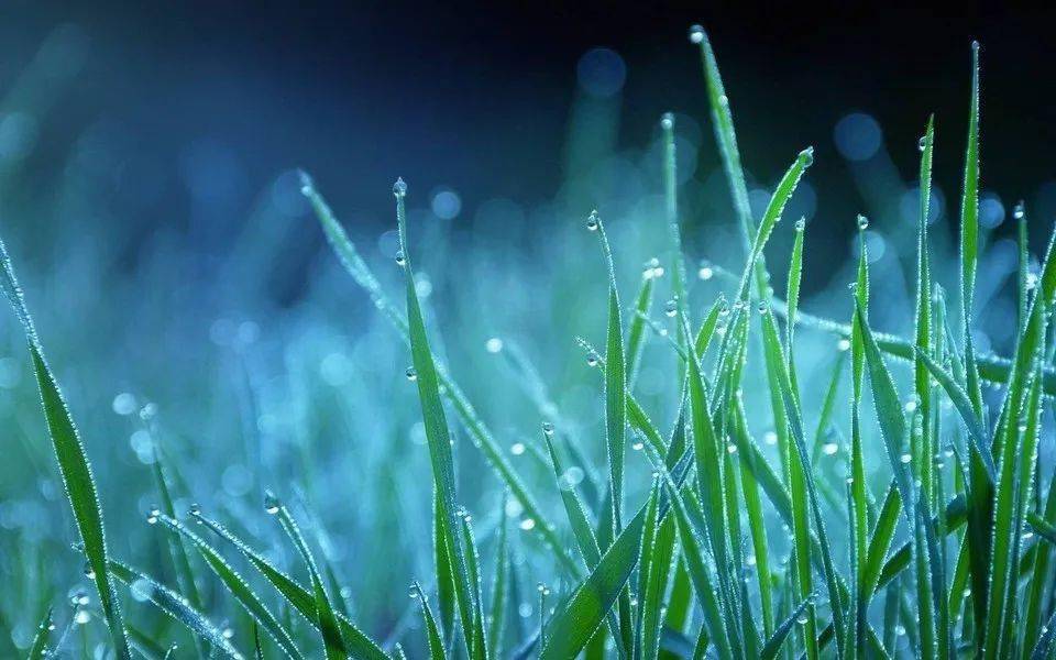 梦境的绿意,解读梦见在地上长着韭菜的深层含义 梦境的绿意,解读梦见在地上长着韭菜的深层含义