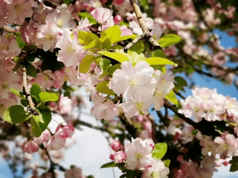 賞花時間:4月下旬賞花地點:迎澤公園,龍潭公園,晉陽街公園,碑林公園