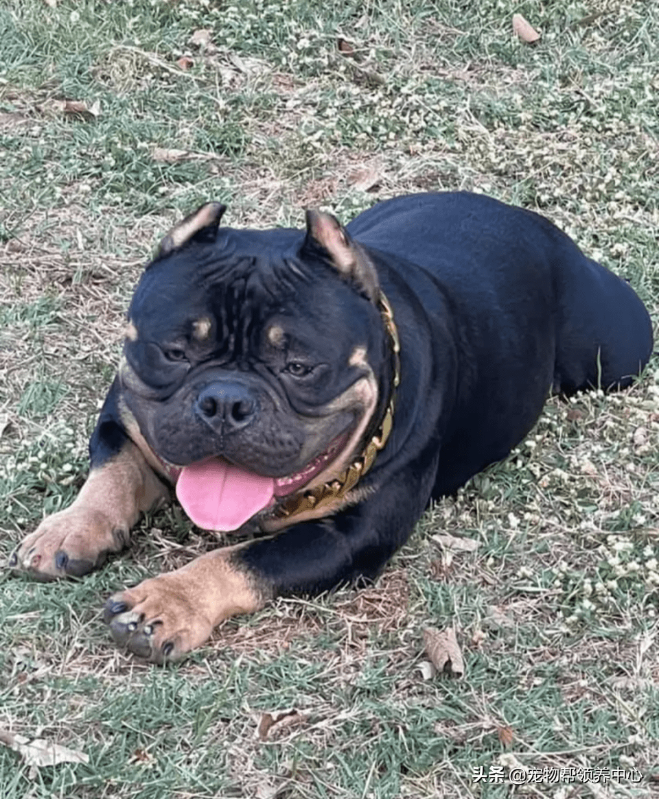 体重最小的恶犬长大后身材却如此健硕主人超有安全感
