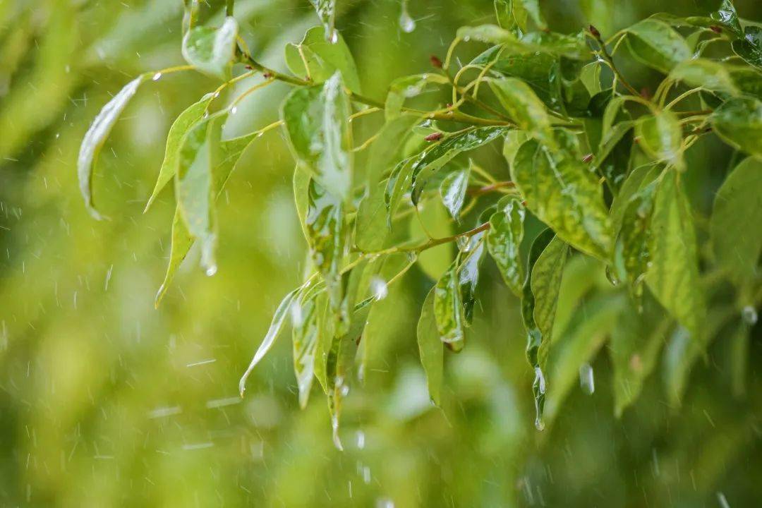 无论雨天晴天都是迷人的春天