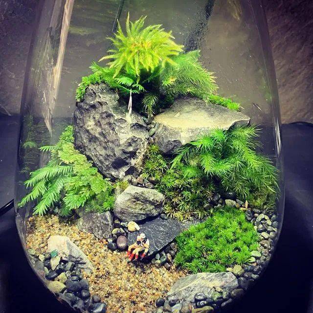 苔藓微景观作品欣赏