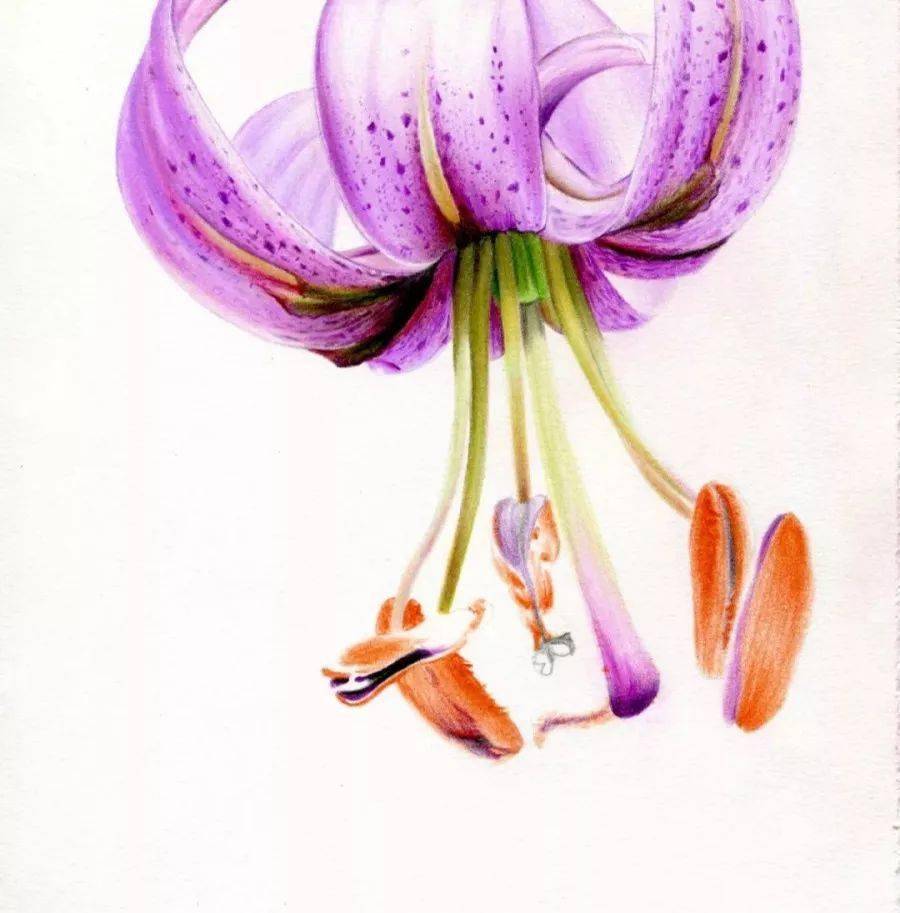 花卉画贊 精品荷花池风景油画纯手绘写实花卉油画-字画美