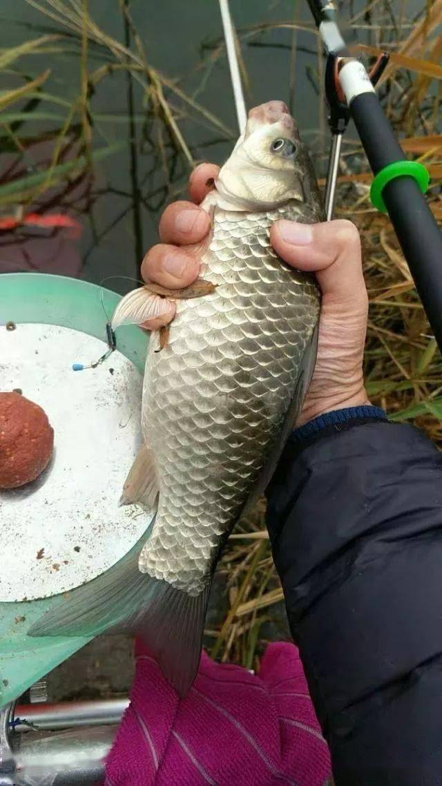 鱼多少天出栏 974df8a1d36a4322ab519b491fd2fa6d.jpeg