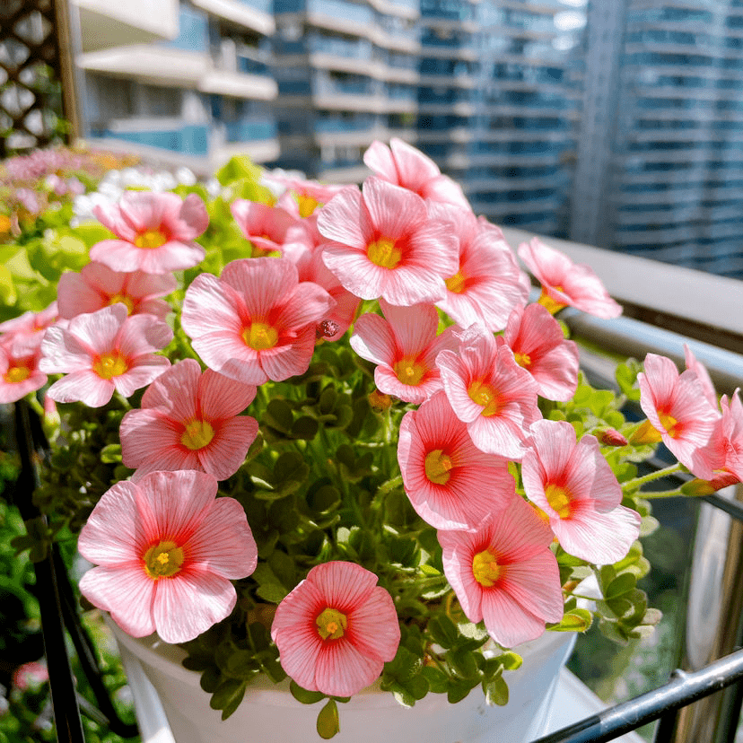 葉子花顏值也很高葉子花紋像油畫耐陰好養